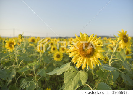 向日葵 向日葵 35666933