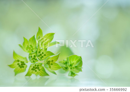插花圖像 插花圖像 35666992
