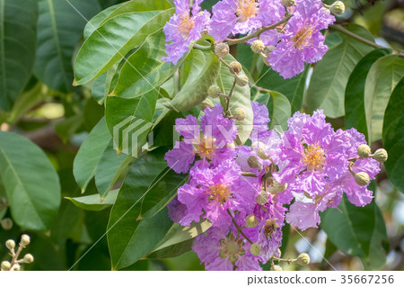Queens crape myrtle flowers or Queen's flower 35667256