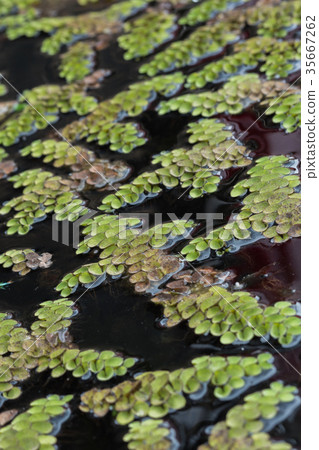 water plant, Lemna perpusilla Torrey. Lemnaceae 35667262