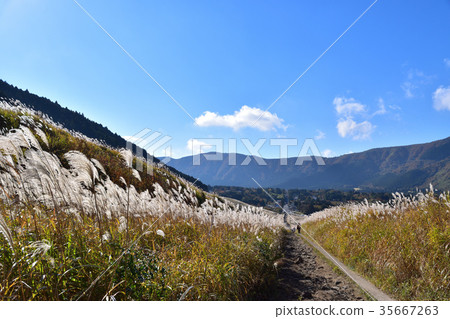 Scenery of the Hukine Sengokuhara Susuki 35667263