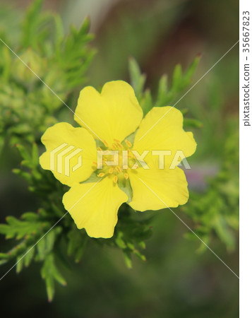 Kawasaki flowers 35667823