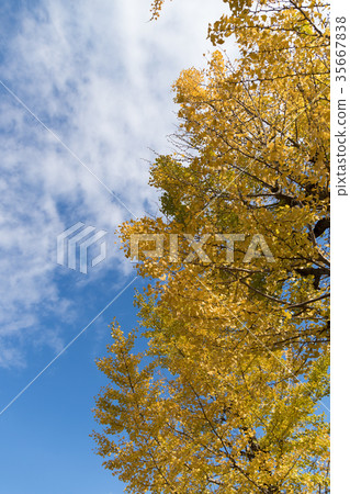 Ginkgo Ginkgo 35667838