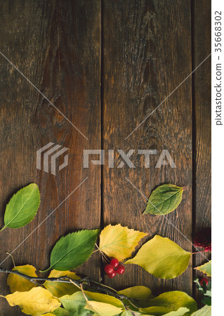 Autumn leaves on the rough wooden surface Autumn leaves on the rough wooden surface 35668302