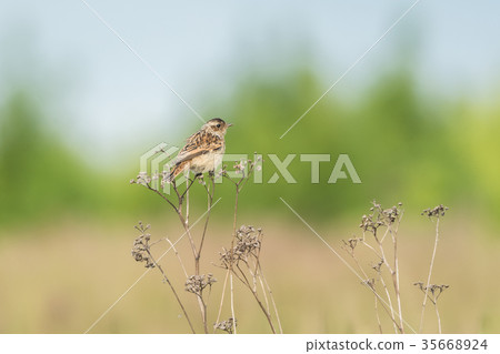 Beautiful nature scene with bird whinchat 35668924