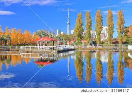 Autumn leaves of Tokyo Sky Tree and Sarue Onshi Park 35669147