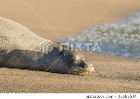 Monk Seal on Beach Monk Seal on Beach 35669634