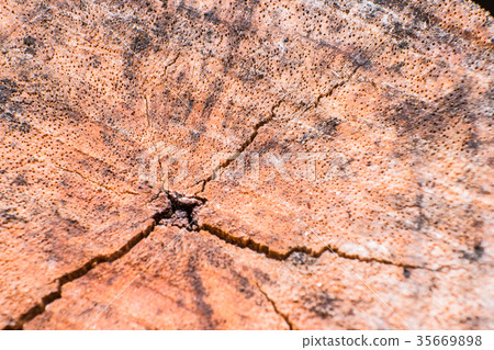 Close-up wood bark of tree background and texture 35669898