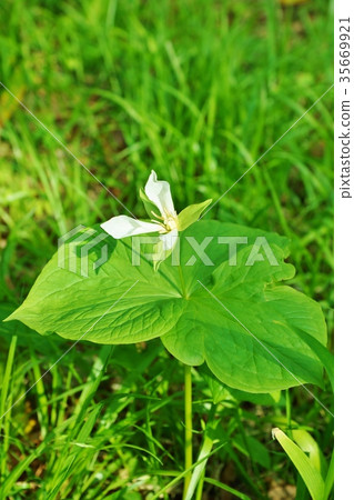Spring wildflowers-"A clean country's dream", bloomed in spring in the north of Obananoenreiso, vertical position 35669921