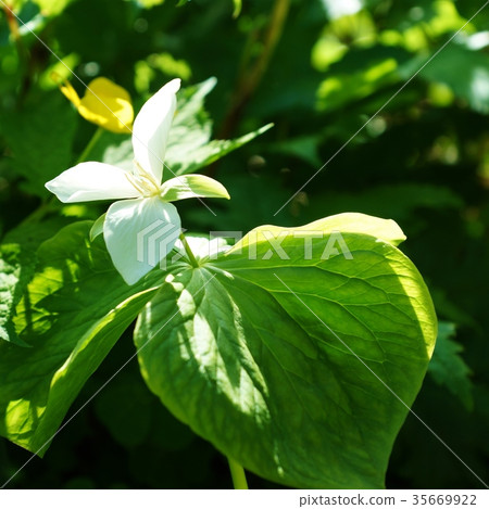 Spring wildflowers-"A clean country's dream" and bloom in the spring of the north Obanano enreisou square 35669922