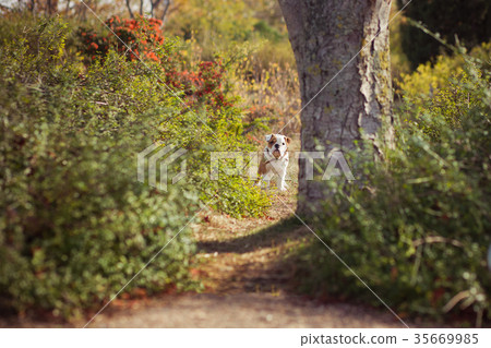 Puppy english french bulldog red white  35669985