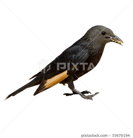 Bird black jackdaw eating close up, isolated white Bird black jackdaw eating close up, isolated white 35670194