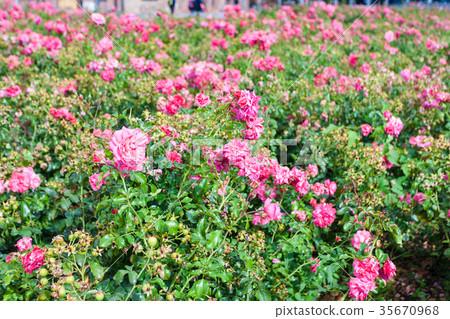 pink rose flowers shrubs on Alexanderplatz 35670968