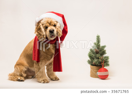 American cocker spaniel with Santa's cap American cocker spaniel with Santa's cap 35671765