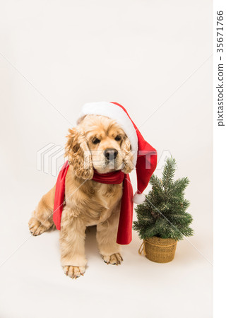 American cocker spaniel with Santa's cap American cocker spaniel with Santa's cap 35671766