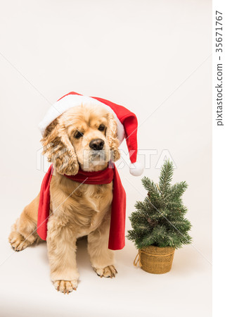 American cocker spaniel with Santa's cap 35671767