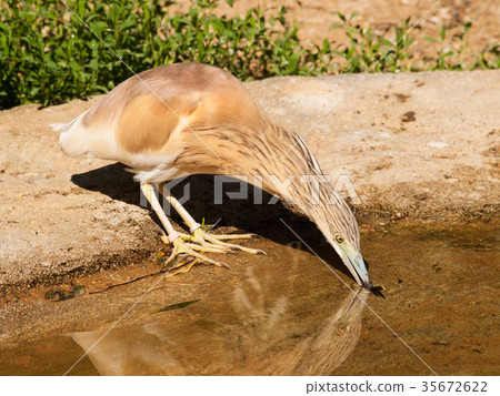 Squacco heron - Ardeola ralloides - dring water 35672622