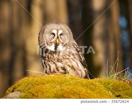 Great grey owl sitting on stone - Strix nebulosa 35672624