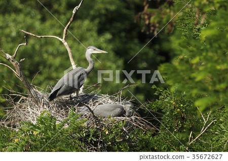 Pair of grey herons nesting on the tree 35672627