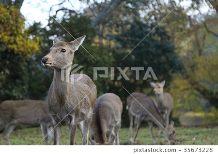 Nara Park in the late autumn Nara Park in the late autumn 35673228
