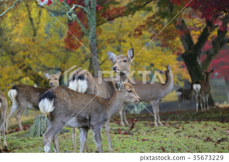 奈良公園在深秋 奈良公園在深秋 35673229