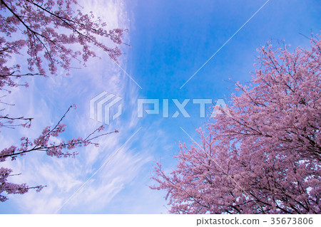 櫻花和天空 35673806