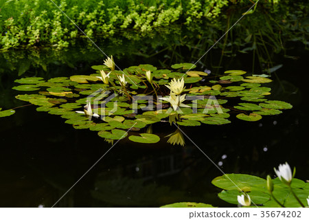 Water lily Water lily 35674202