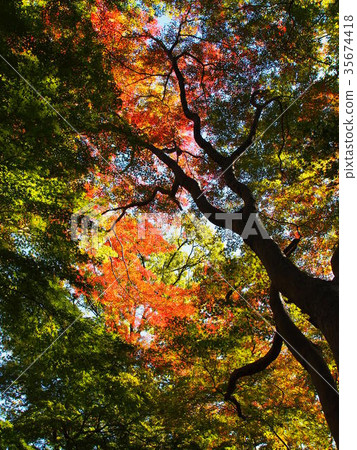 Jakunomiya Park Jakunomiya Park 35674418