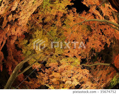 Nagaku Fall Festival 35674752
