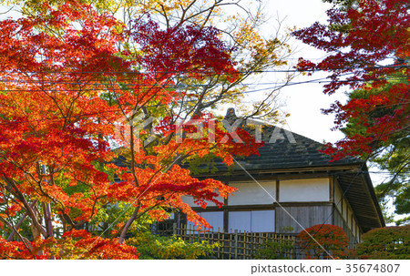 Matsushima in the fall, Kannon 35674807