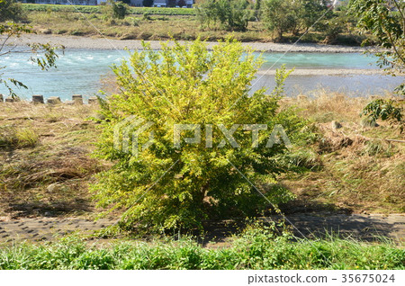 Asakawa's autumn is Hachioji City 35675024