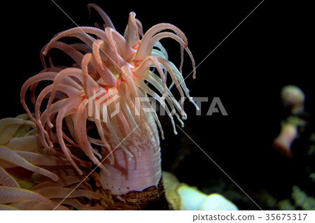 Jellyfish Dream Hall Jellyfish Dream Hall 35675317