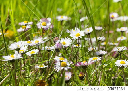 meadow with camomile 35675684