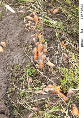 harvest of carrots harvest of carrots 35675688