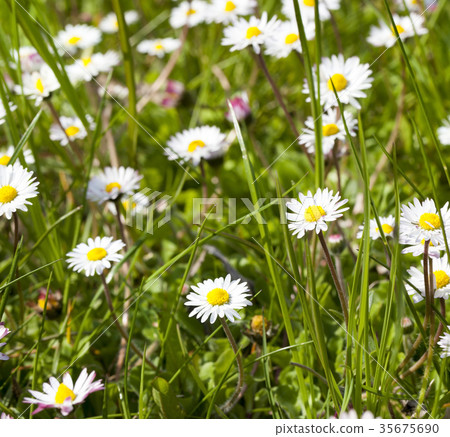 Many white daisies Many white daisies 35675690