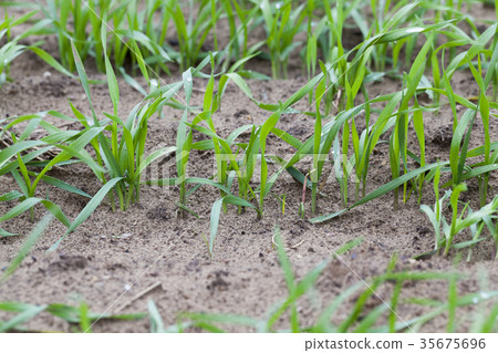 Rows of young wheat 35675696