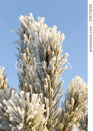 Fir-tree top Fir-tree top 35675698
