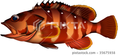 Red Grouper (fish) vector 35675938