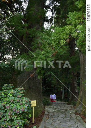 Kumano Kodo Daimonzaka Maru Sugi(和歌山縣那智勝浦鎮) Kumano Kodo Daimonzaka Maru Sugi(和歌山縣那智勝浦鎮) 35676315