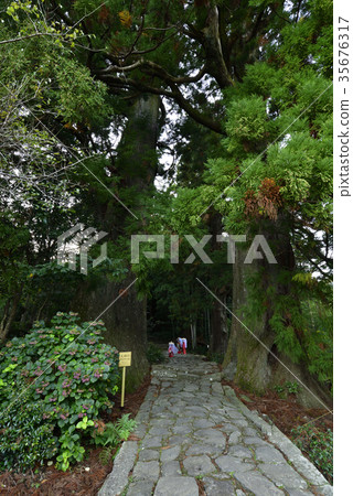 Kumano Kodo Daimonzaka Maru Sugi (Wakayama Prefecture Nachi Katsuura Town) Kumano Kodo Daimonzaka Maru Sugi (Wakayama Prefecture Nachi Katsuura Town) 35676317