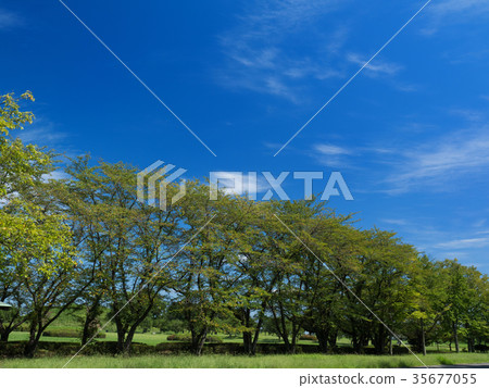 Green cherry blossom trees Green cherry blossom trees 35677055