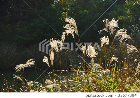 Katakura Tsudoi no Mori Park的秋葉是八王子市 Katakura Tsudoi no Mori Park的秋葉是八王子市 35677394