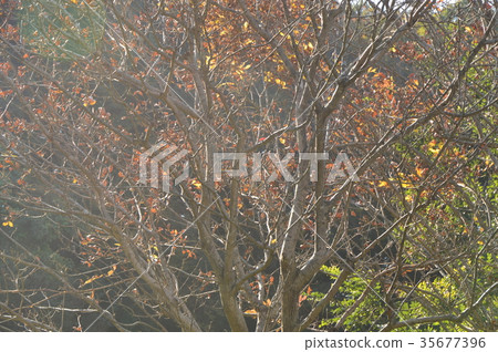 Katakura Tsudoi no Mori Park的秋葉是八王子市 Katakura Tsudoi no Mori Park的秋葉是八王子市 35677396