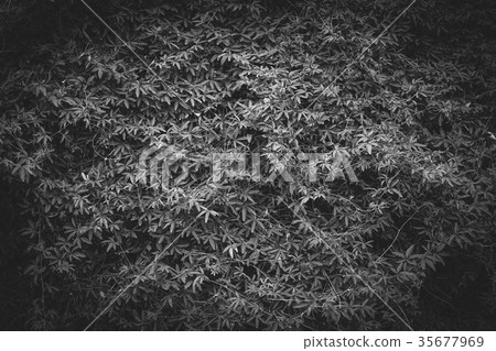 Ivy Tsuta Black and white photo Monochrome 35677969