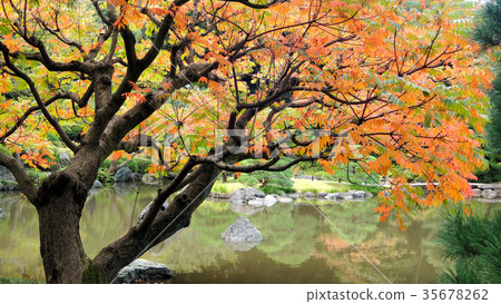 Autumn leaves of Hazenoki Autumn leaves of Hazenoki 35678262