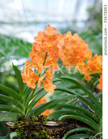 Beautiful orchid flower with natural background. 35678863