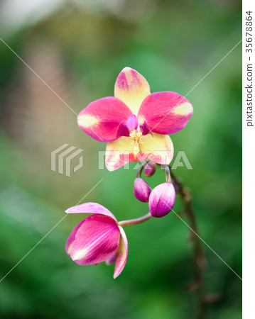 Beautiful orchid flower with natural background. 35678864