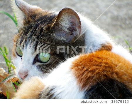 Cat's hinoko Cat's hinoko 35679113