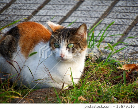 Cat's hinoko 35679116