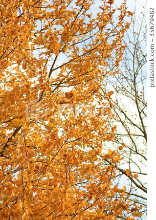 秋天的公園，樹木與秋葉被風扇動 35679482